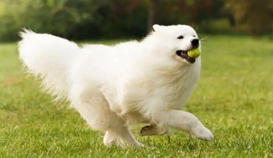 养萨摩耶犬有什么坏处？可爱的它也是个恶魔哦！