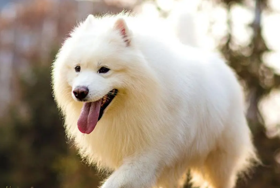 养萨摩耶犬有什么坏处？可爱的它也是个恶魔哦！