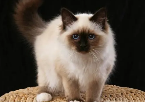 伯曼猫奶水不足怎么办