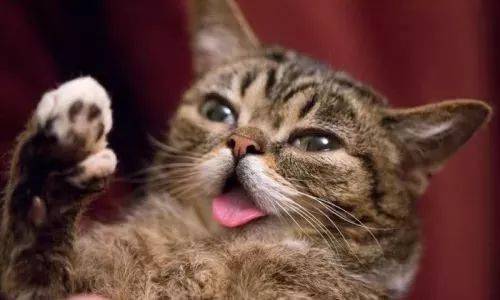 猫咪难产有什么症状