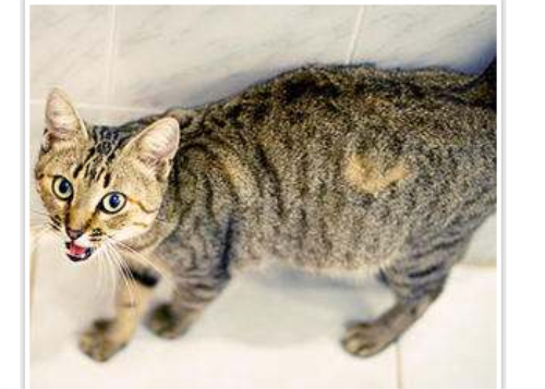 猫绝育对于猫咪的的改变有多大