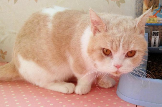 怎么确定曼基康猫是否怀孕