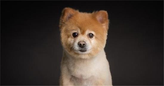 狗狗被其他狗咬伤了，该怎么办呢？