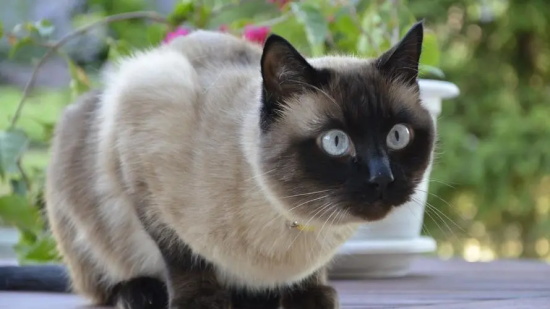 猫发情期持续多久 猫的发情期持续多长时间