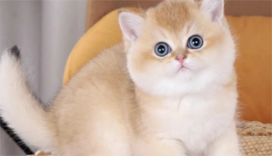 猫在绝育之后会有什么变化？