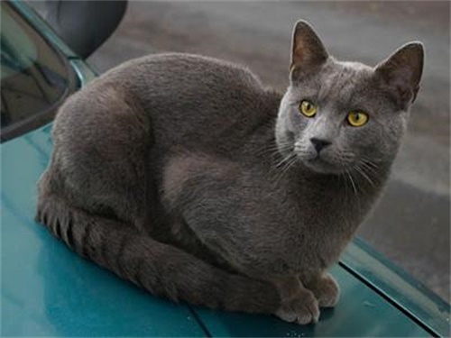 英国短毛猫发情表现 公猫和母猫有哪些差别？