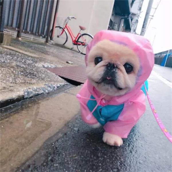 狗狗一天喂几次比较好？