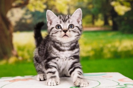 猫怀孕多久能看出来 多久能生产？