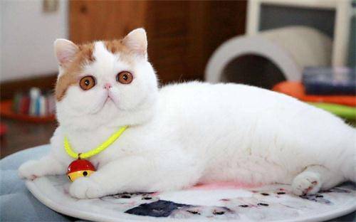 猫会自己排出死胎吗 