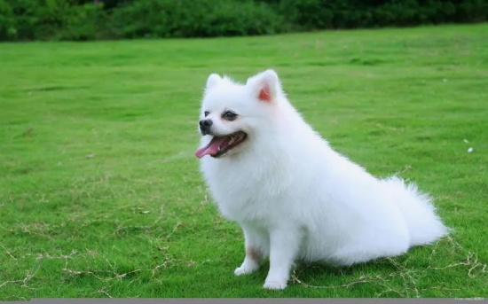 狗狗细小是什么症状 有哪些症状
