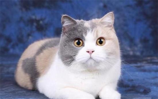 英国短毛猫常见疾病有哪些