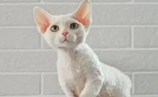 猫冬天不发情正常吗 猫发情与哪些因素有关？
