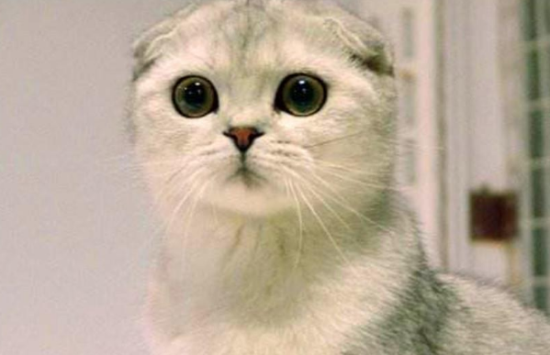 折耳猫可以喝羊奶粉吗 有什么好处吗？