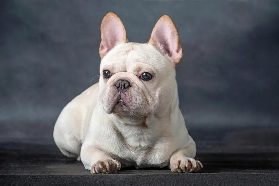 怎么让幼犬不半夜吠叫