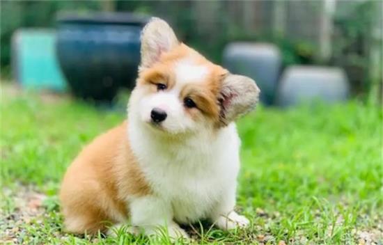 柯基犬长毛好还是短毛好
