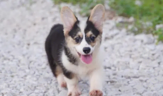 三色柯基犬小时候长什么样子