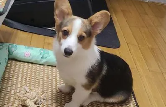 怎么样让柯基脸不那么长呢