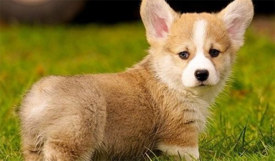 威尔斯柯基犬的寿命一般是多久