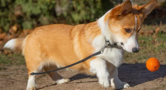 萌宠来啦—威尔士柯基犬