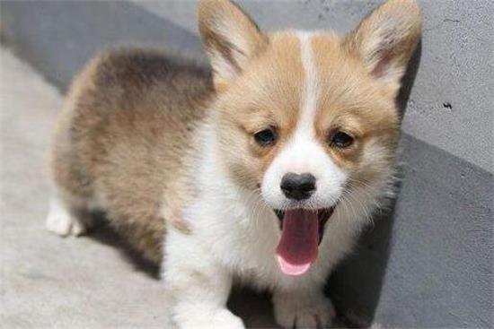 威尔斯柯基犬不能吃什么