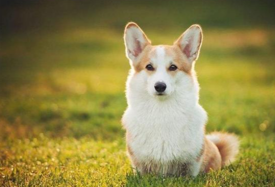威尔斯柯基犬的性格如何？感兴趣的朋友快来看看！