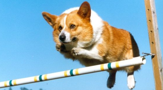 威尔斯柯基犬的起源和历史