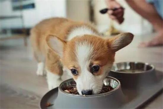 幼犬狗粮如何吃最好