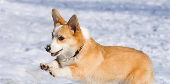 威尔士柯基犬怎么养，知道这些，可以养更好