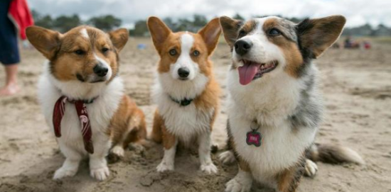 威尔斯柯基犬有攻击性吗