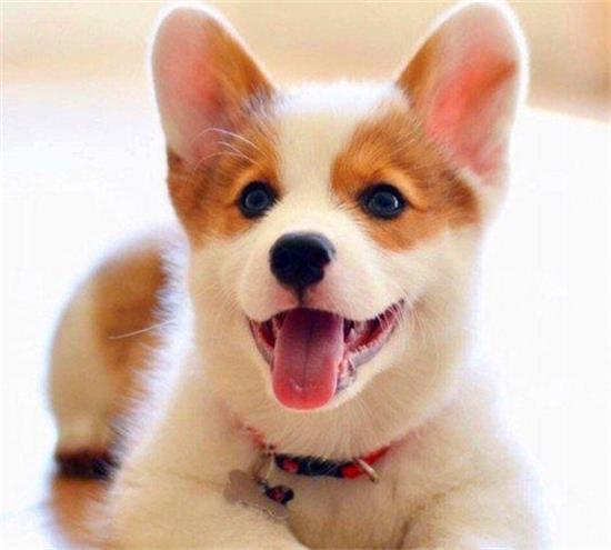“隐形王者”威尔士柯基犬