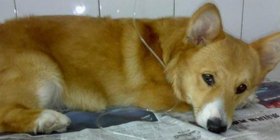 威尔斯柯基犬吃多了吐了怎么办