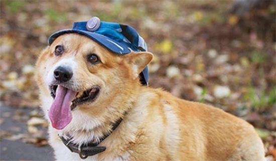 威尔士柯基犬怎么养，知道这些，可以养更好