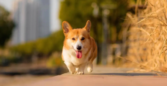 萌宠来啦—威尔士柯基犬