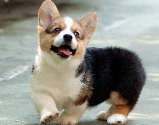 来自神秘国度的小仙子——威尔斯柯基犬