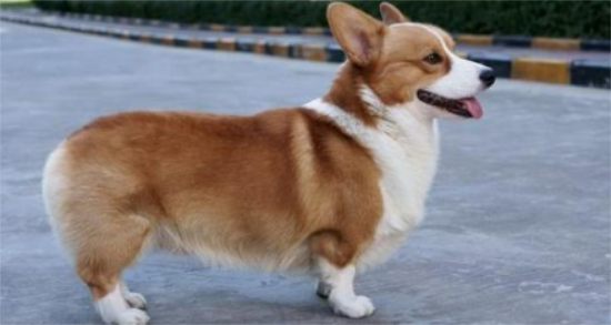 威尔斯柯基犬的性格外貌特征