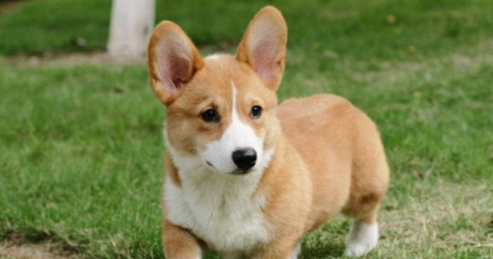 威尔斯柯基犬的饲养要点是什么？