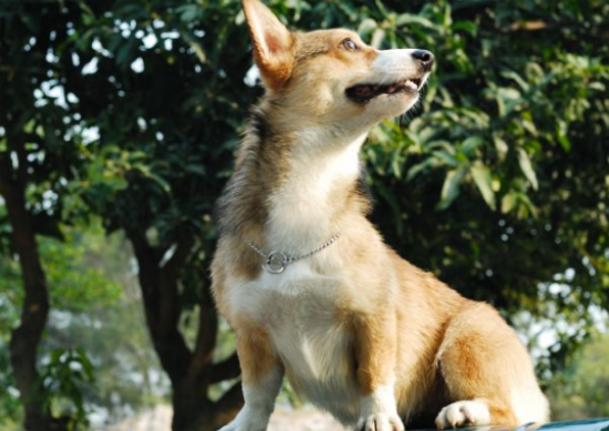 威尔斯柯基犬的用途是什么
