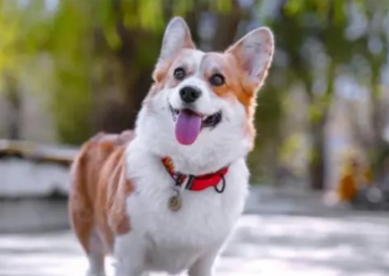 威尔士柯基犬的八大优点和缺点