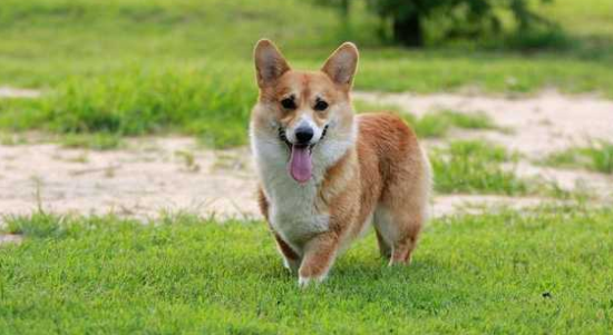 威尔斯柯基犬一天吃几顿