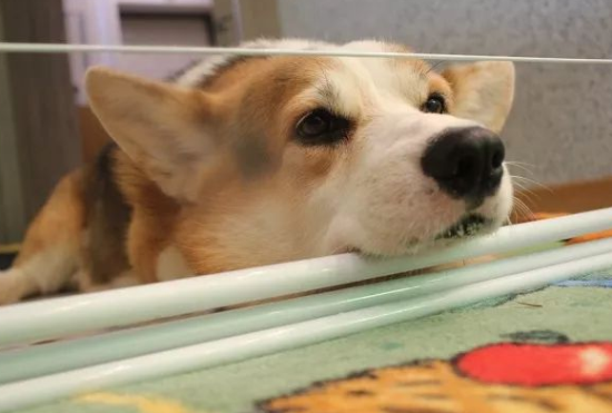 威尔斯柯基犬的前世今生——从强健牧牛到短腿卖萌