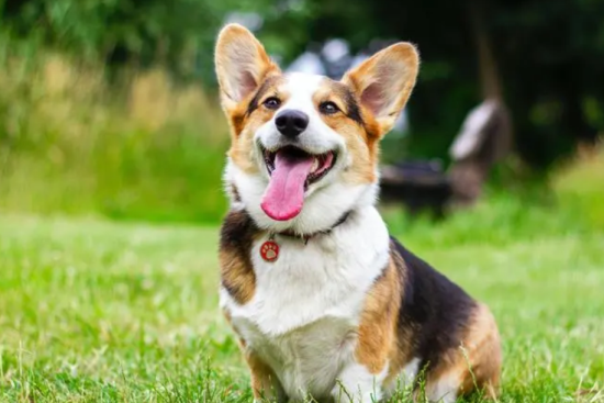 柯基犬哪种毛色最贵