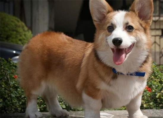 威尔斯柯基犬聪明吗