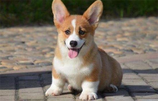 养威尔斯柯基犬注意事项