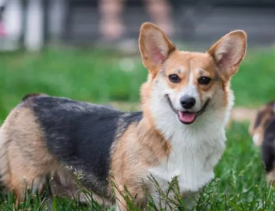 威尔士柯基犬的八大优点和缺点