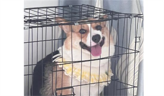 如何判断柯基犬纯不纯