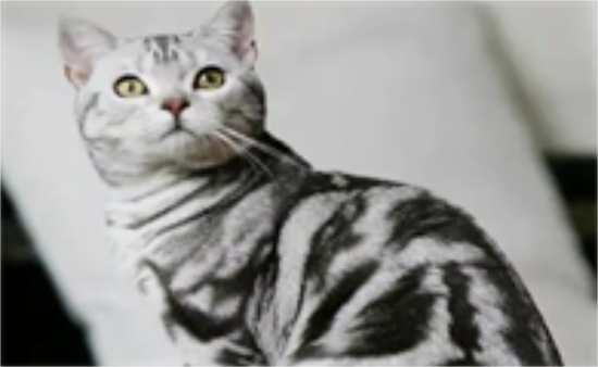 美短幼猫呕吐怎么办 美国短毛猫呕吐原因分析