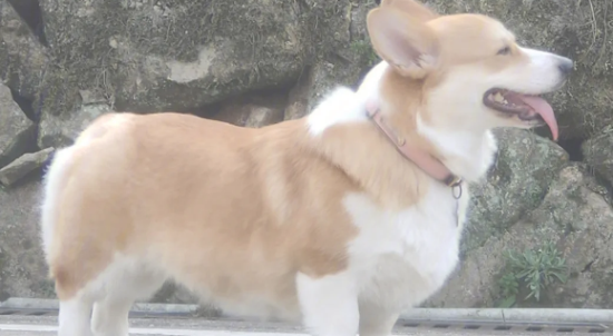 柯基犬智商排名