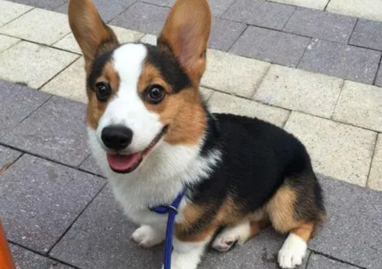 三色的柯基犬优缺点是什么