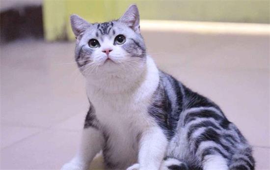 美国短毛猫流口水怎么办