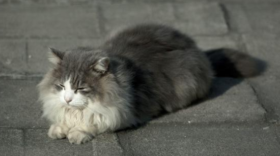 挪威森林猫幼猫感冒吃什么药